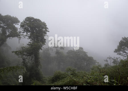 Subtropicale foresta di pioggia copre il versante occidentale delle Ande a 2200 metri di altezza Bellavista Lodge nella parte superiore della valle Tandayapa in Ecuador. Foto Stock