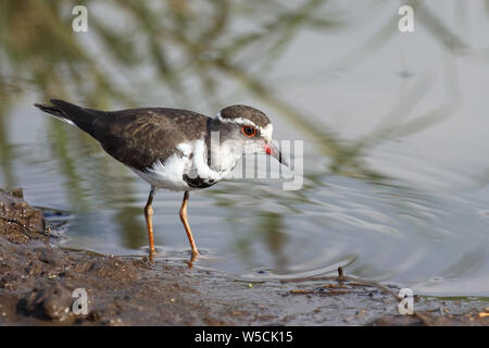 Dreibandregenpfeifer / Tre-nastrare plover o a tre bande / sandplover Charadrius tricollaris Foto Stock