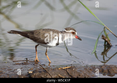 Dreibandregenpfeifer / Tre-nastrare plover o a tre bande / sandplover Charadrius tricollaris Foto Stock