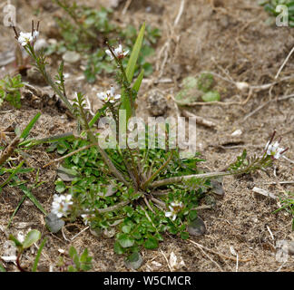 Hairy bitter-cress - Cardamine hirsuta un giardino comune infestante Braunton Burrows dune di sabbia Foto Stock