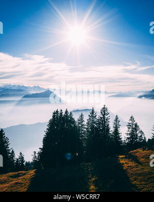 Punto di antenna di interesse colpo di pino con il bellissimo scenario di montagna coperta di nebbia con il lago di alpi svizzere rigi, sole che splende direttamente nella fotocamera ve Foto Stock