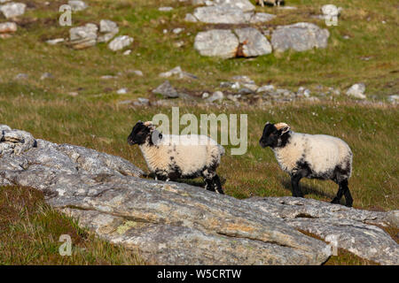 In bianco e nero di ovini nelle highland scozzesi in una retroilluminazione dorato Foto Stock