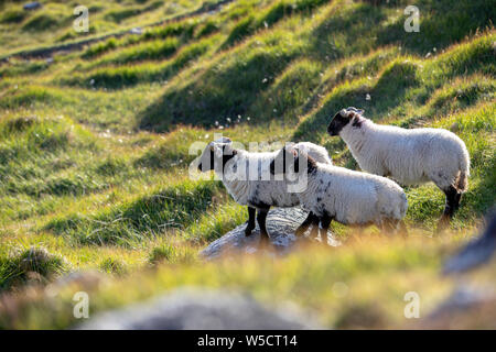 In bianco e nero di ovini nelle highland scozzesi in una retroilluminazione dorato Foto Stock