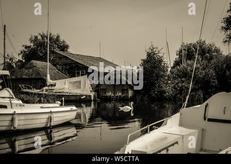 Whispering Reeds cantiere, Norfolk, Inghilterra Foto Stock