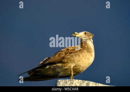 I capretti Pacific Gabbiano (larus pacificus) su Busselton Jetty, Australia occidentale Foto Stock