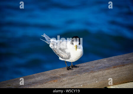 Australian Crested Tern (sterna bergii) su Busselton Jetty, Australia occidentale Foto Stock