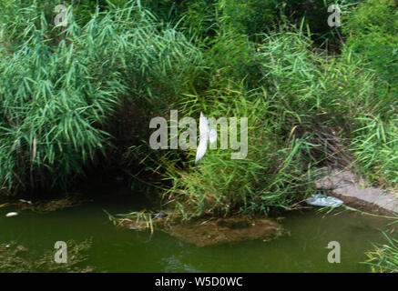 Argento seagull volare sopra le acque di un lago in Bucarest, Romania Foto Stock