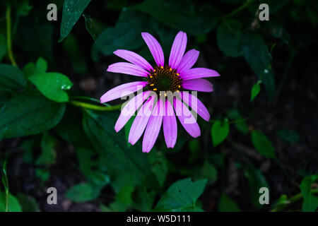 Alto contrasto foto di Echinacea fiori con uno sfondo verde scuro e alcuni fogli umidi. Erba medicinale/impianto. Foto Stock