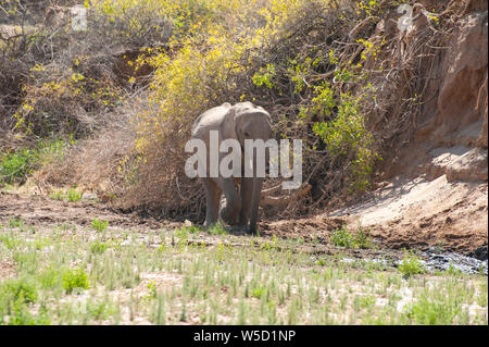 Deserto-atto elefanti. Questi l'elefante africano (Loxodonta africana) sono adattate alle condizioni di vita nelle aree desertiche della Namibia e Angola. Fotografato a th Foto Stock
