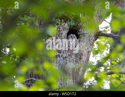 Allocco o marrone allocco (Strix aluco). Foto Stock