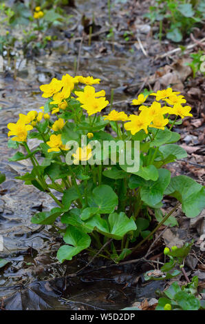 Marsh Calendula (Caltha palustris) Fiori Foto Stock