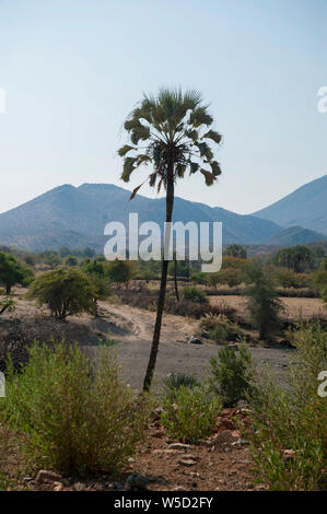 Makalani palm (Hyphaene petersiana), Aka il vero fan palm. Fotografato a fiume Kunene Cunene (Fiume), il confine tra Angola e Namibia, così Foto Stock