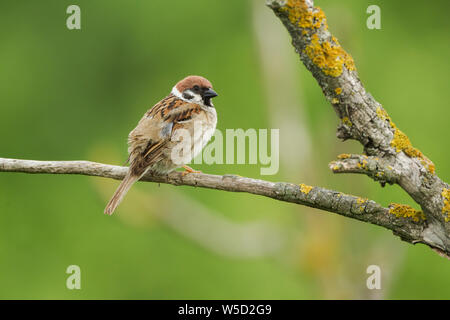 Eurasian Tree Sparrow, nome latino Passer montanus e non abbastanza in pieno piumaggio adulto arroccato contro uno sfondo verde Foto Stock