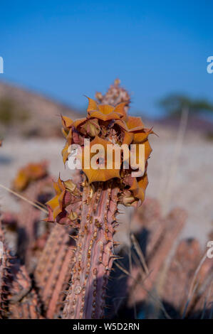 Fioritura Hoodia gordonii, noto anche come bushman's hat, è una spinosa sfrondato di piante succulente suppone di avere proprietà terapeutiche nella medicina popolare. Foto Stock