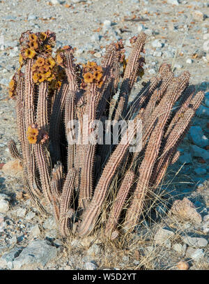 Fioritura Hoodia gordonii, noto anche come bushman's hat, è una spinosa sfrondato di piante succulente suppone di avere proprietà terapeutiche nella medicina popolare. Foto Stock