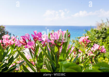 Fiori di colore rosa di oleandri vicino al mare. Bellissimo sfondo Foto Stock