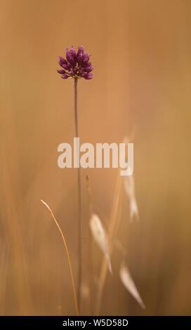 Israeliano serie di fiori di campo. Blooming Allium phanerantherum fotografato in Galilea, Israele in giugno Foto Stock