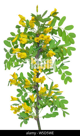 Giallo acacia (Caragana arborescens) ramo isolato su uno sfondo bianco Foto Stock