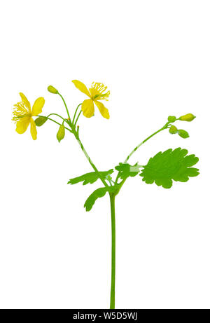 Chelidonium majus, celandine isolati su sfondo bianco Foto Stock