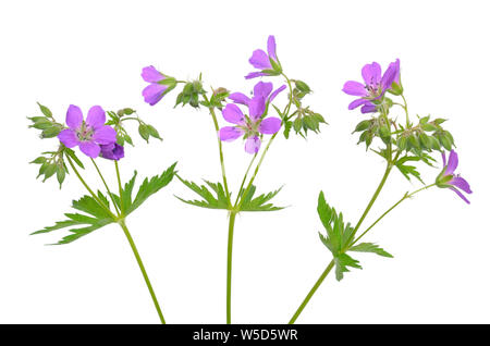 Geranio (Geranium pratense) fiore isolato su uno sfondo bianco Foto Stock