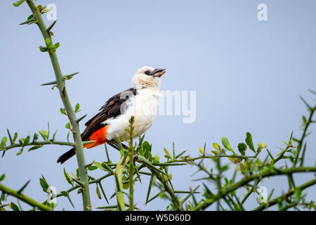 White-headed tessitore di bufala o di fronte bianco-buffalo-weaver (Dinemellia dinemelli) è una specie di uccello passerine nella famiglia Ploceidae nativo di EST Foto Stock