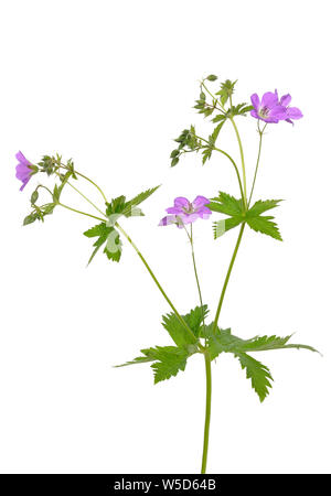 Geranio (Geranium pratense) fiore isolato su uno sfondo bianco Foto Stock