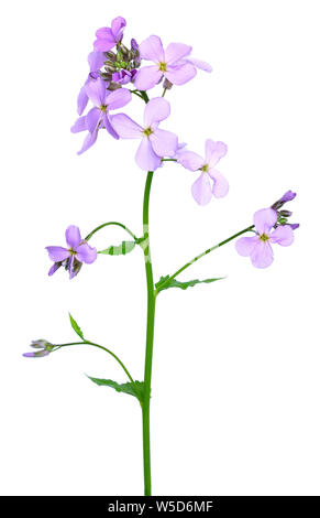 Dame's Rocket (Hesperis matronalis) fiore isolato su sfondo bianco Foto Stock