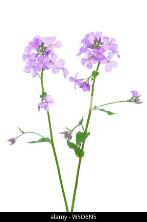 Dame's Rocket (Hesperis matronalis) fiore isolato su sfondo bianco Foto Stock