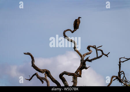 La Ruppell vulture (Gyps rueppellii) su un albero con un cielo blu sullo sfondo. Questo grande avvoltoio, noto anche come Rupell il grifone, vive in zone aride e semi-a Foto Stock