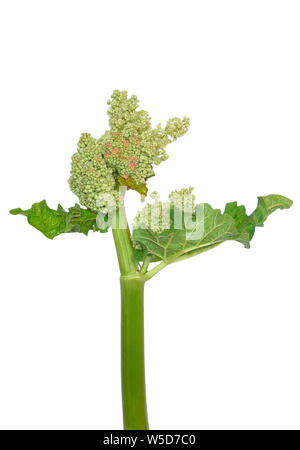 Rabarbaro (Rheum rhabarbarum) fiore isolato su sfondo bianco Foto Stock