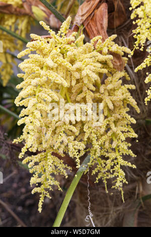 Trachycarpus fortunei fiori Foto Stock