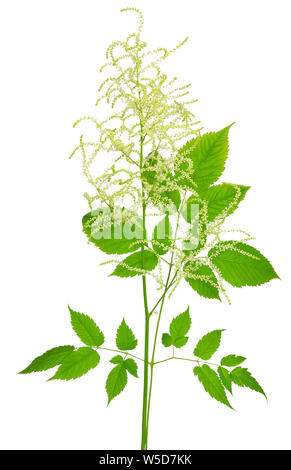 Blooming Aruncus dioicus isolati su sfondo bianco Foto Stock