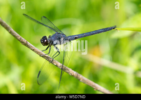 Un colore scuro dragonfly si siede su un ramo a Kenilworth giardini acquatici a Washington. Foto Stock