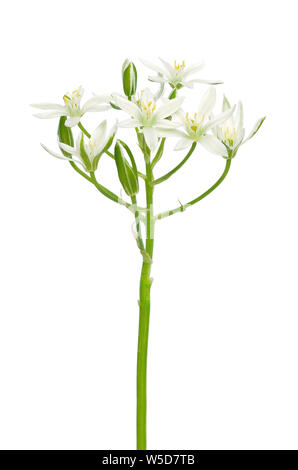 Fiore Ornithogalum isolati su sfondo bianco Foto Stock