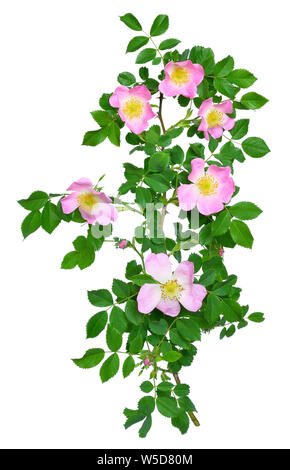 Wild Rose fiore isolato su sfondo bianco Foto Stock