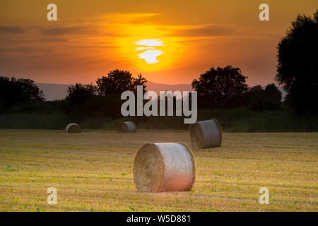 Tramonto su un campo di grano in kaiserstuhl area in Germania Foto Stock