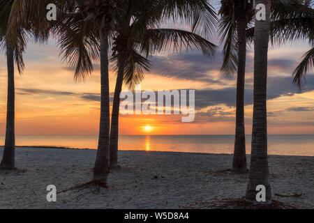 Sunrise a palme dalla Ocean Beach in Key Biscayne, Florida Foto Stock