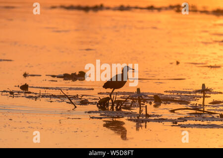 Silhouette all alba di un africano jacana, Actophilornis africanus, su un giglio di acqua foglie presso il lago di panico Foto Stock