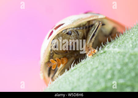 Close up di un girasole scarabeo tartaruga si nasconde sotto il suo guscio - Physonota Helianthi Foto Stock