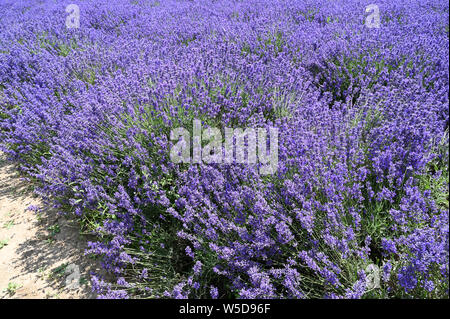 Campo di lavanda. Agriturismo Castello, Shoreham, Kent. Regno Unito Foto Stock