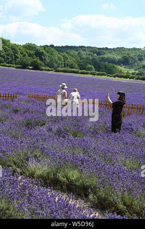 I turisti ammirando la vista dei campi di lavanda. Agriturismo Castello, Shoreham, Kent. Regno Unito Foto Stock