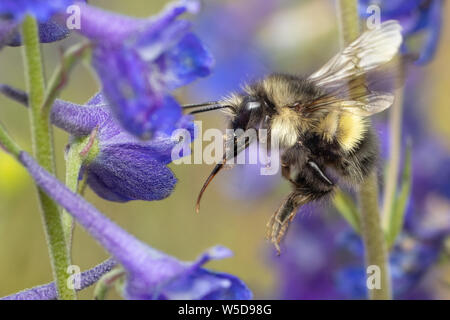 Bumble Bee in volo su Nuttall's Larkspur Foto Stock