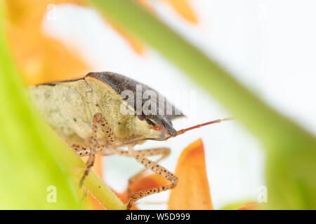 Brown stink bug su Orange Butterfly Milkweed erbaccia pianta da fiore di arancia Blossom fino vicino Macro Foto Stock