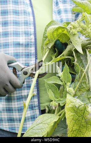 Symphytum officinae. Taglio basso comfrey piante per fare fertilizzante liquido in maggio. Regno Unito Foto Stock