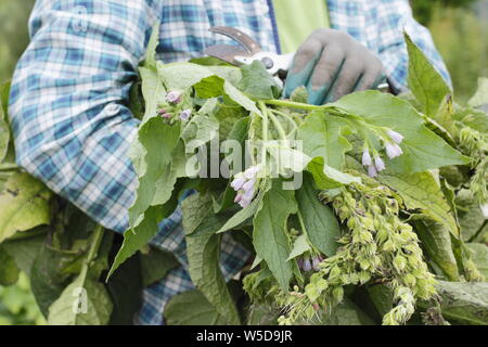 Symphytum officinae. Taglio basso comfrey piante per fare fertilizzante liquido in maggio. Regno Unito Foto Stock