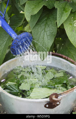 Consolida. La macerazione comfrey foglie in acqua per realizzare impianti di liquidi alimentari - Maggio, REGNO UNITO Foto Stock