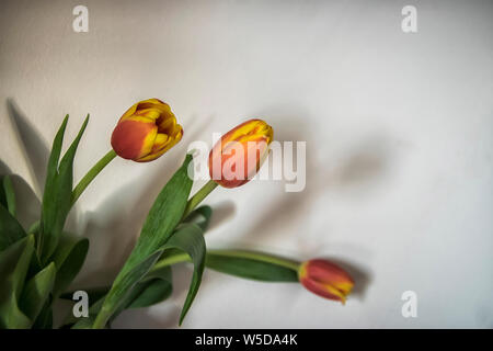 Una chiusura di tre tulipani arancio in un vaso Foto Stock