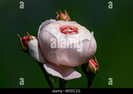 Primo piano di una rosa "Regina di Svezia " testa di rose con un sfocato sfondo bokeh di fondo Foto Stock