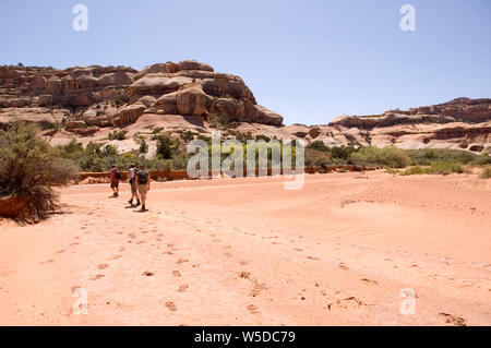 Gli escursionisti in cammino attraverso il deserto rosso sabbia nel Davis Canyon, il Parco Nazionale di Canyonlands, Utah. Foto Stock