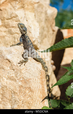 Stellagama lizard sulla roccia in Turchia Foto Stock